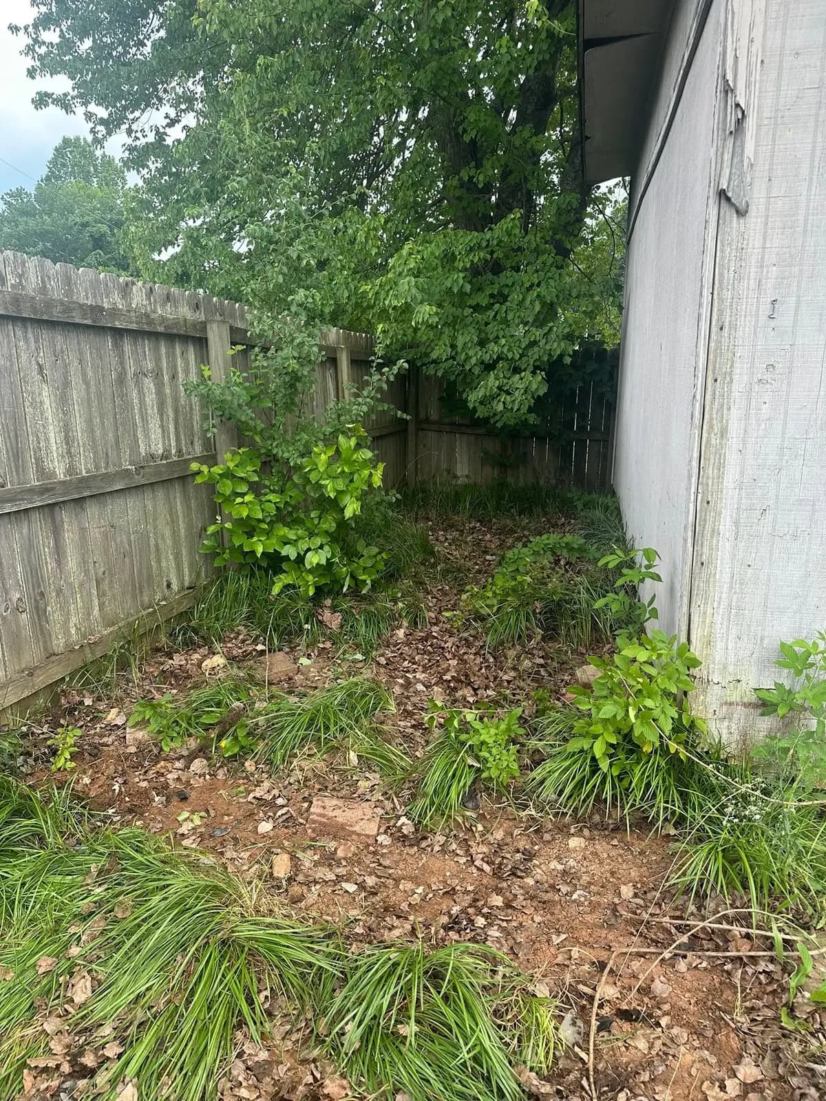 Side yard cleared and cleaned up after a junk removal job